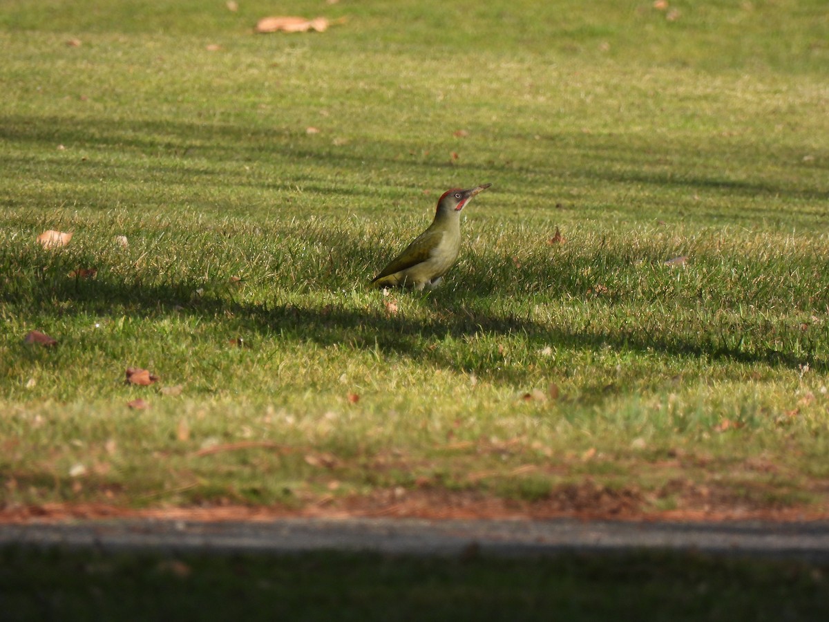 Iberian Green Woodpecker - ML398093771