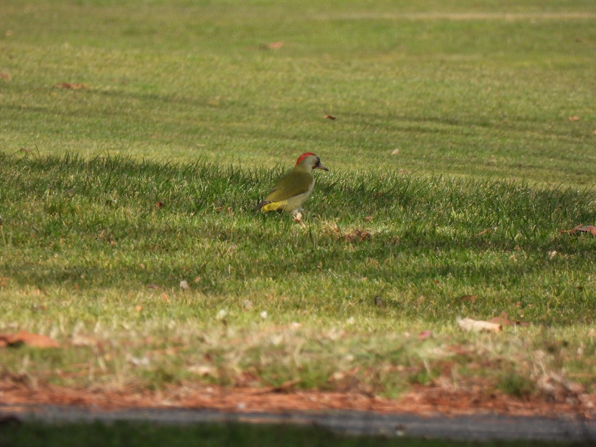 Iberian Green Woodpecker - ML398093781
