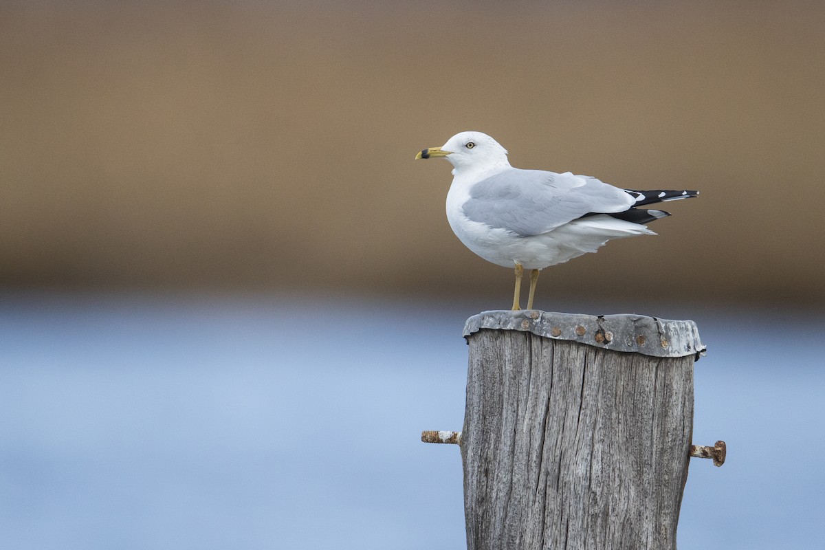 Ring-billed Gull - ML398094711
