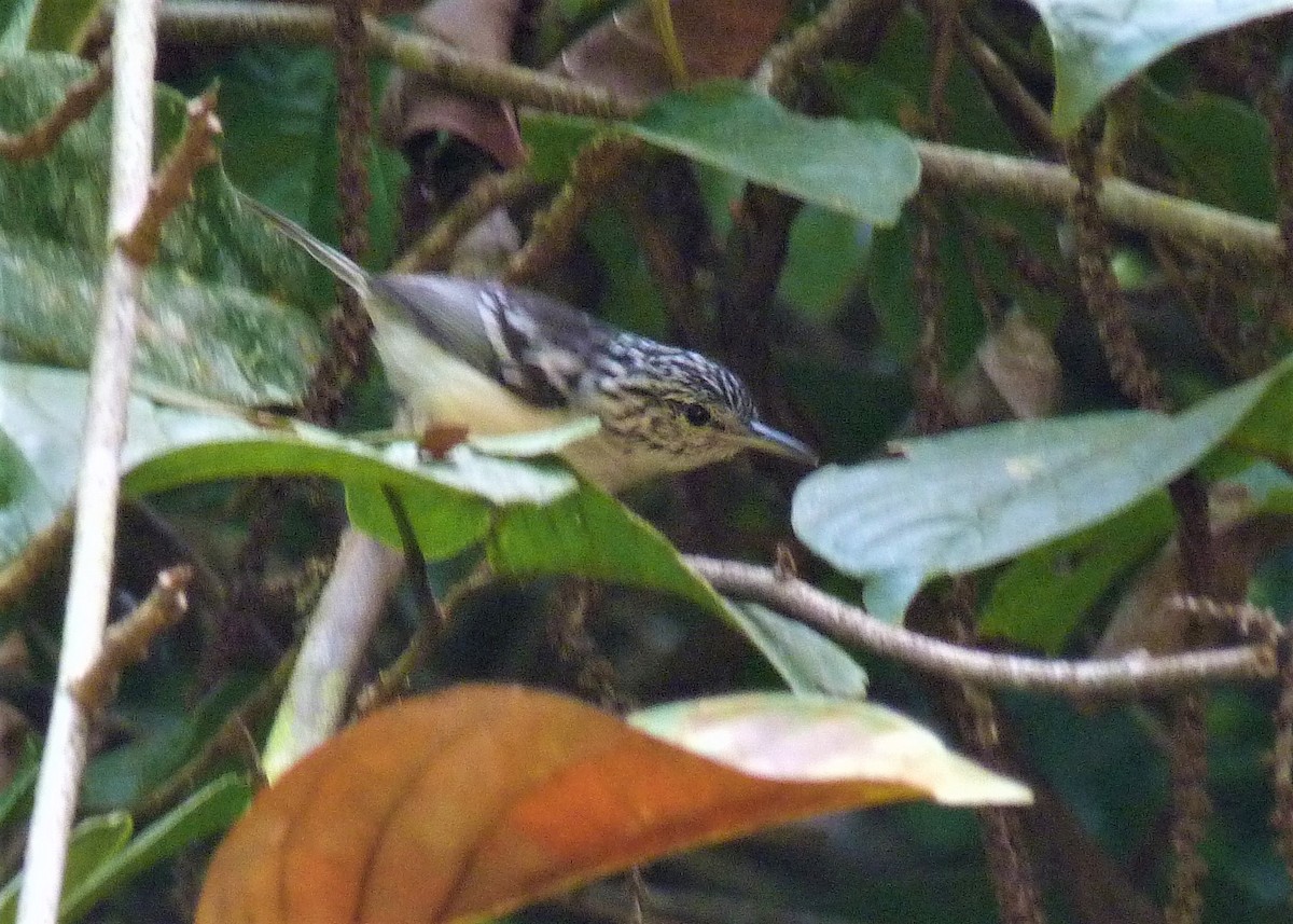 Orange-bellied Antwren - ML398095541