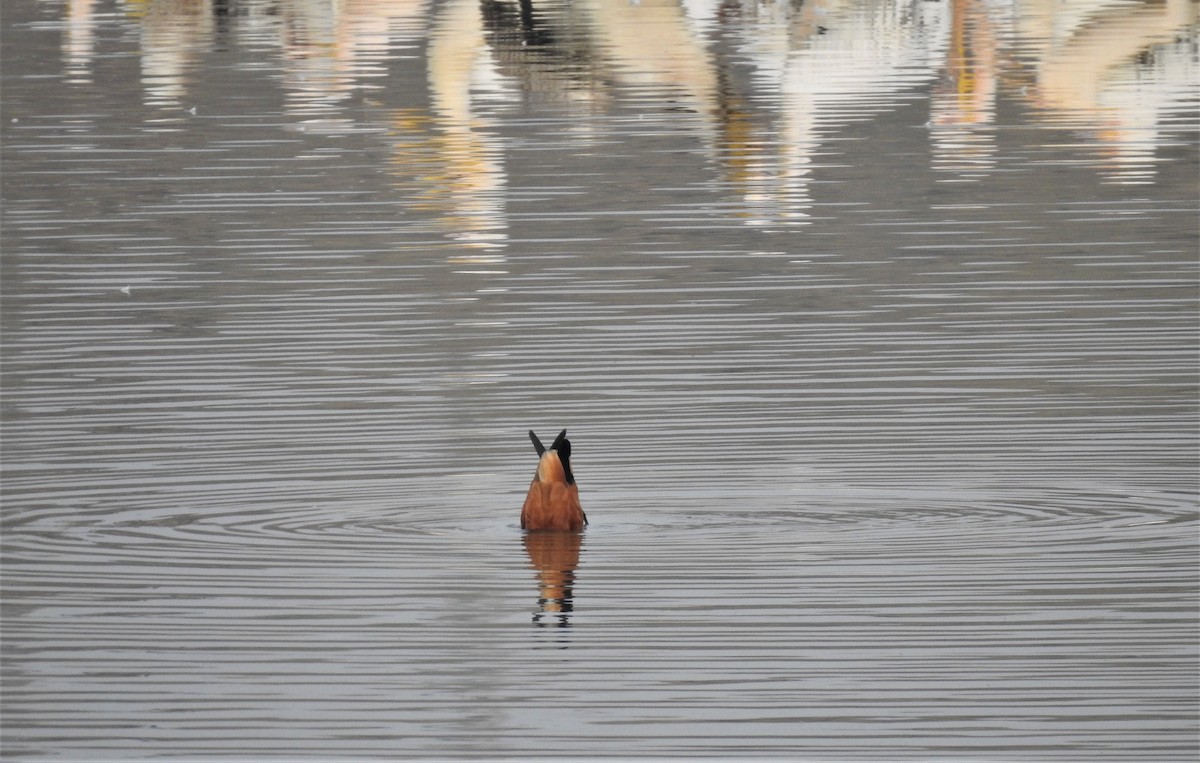 Ruddy Shelduck - ML398095631