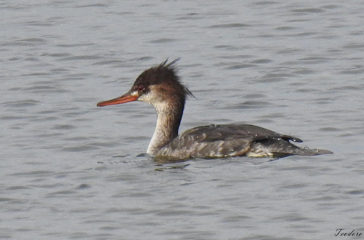Red-breasted Merganser - ML398095811