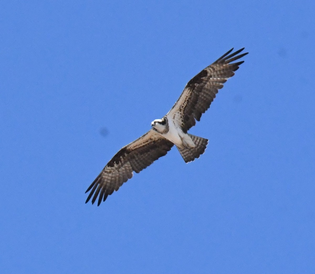orlovec říční (ssp. carolinensis) - ML398096031