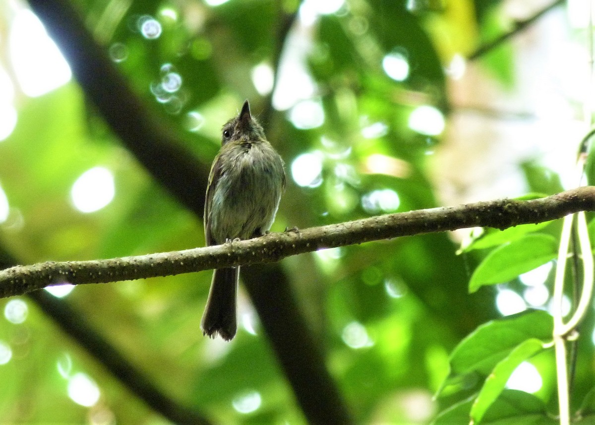 White-bellied Tody-Tyrant - ML398096371