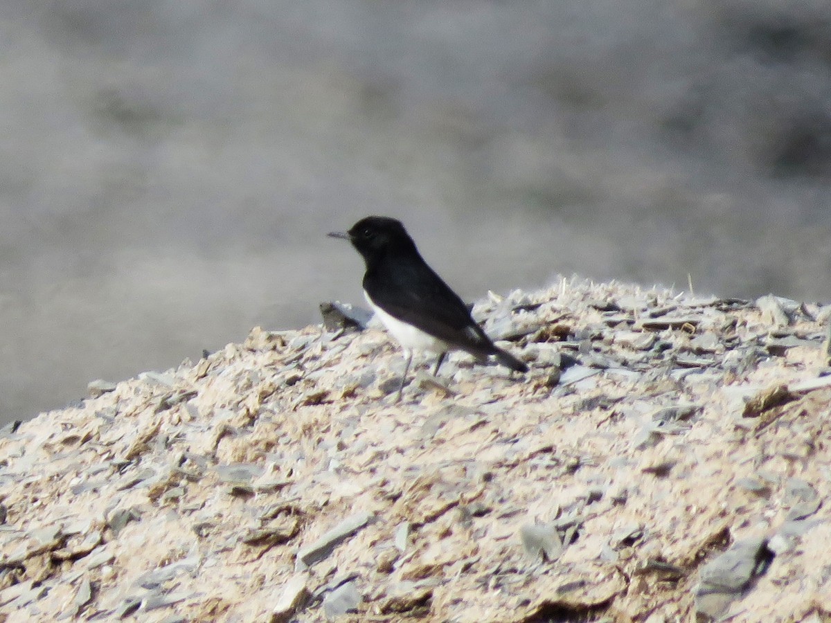 Hume's Wheatear - ML398097281