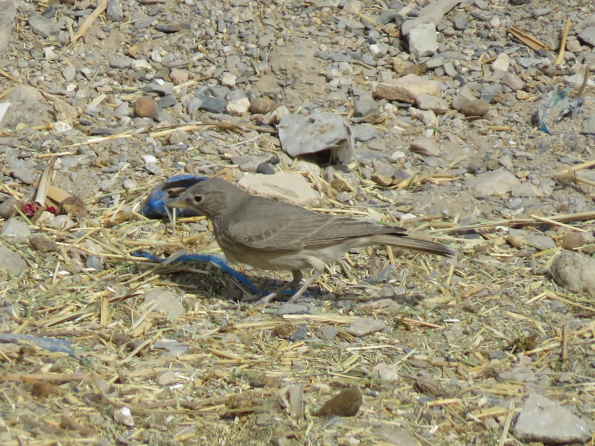 Desert Lark - Mitra Daneshvar