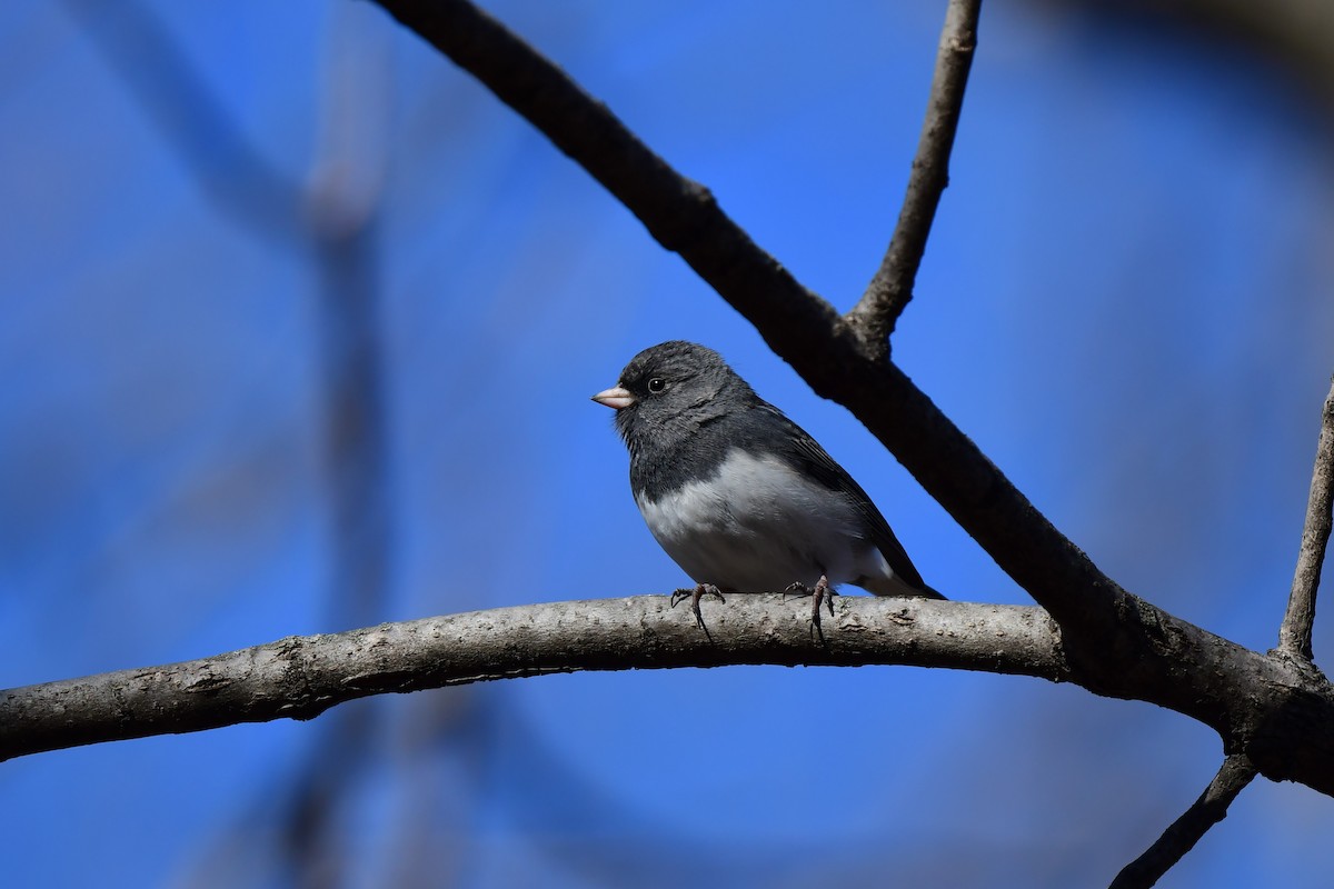 Dark-eyed Junco - ML398097551