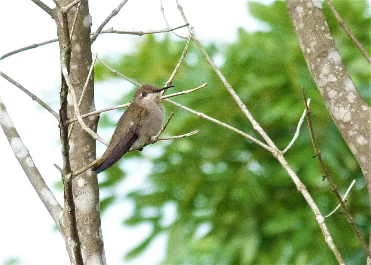 Ruby-topaz Hummingbird - Carlos Otávio Gussoni