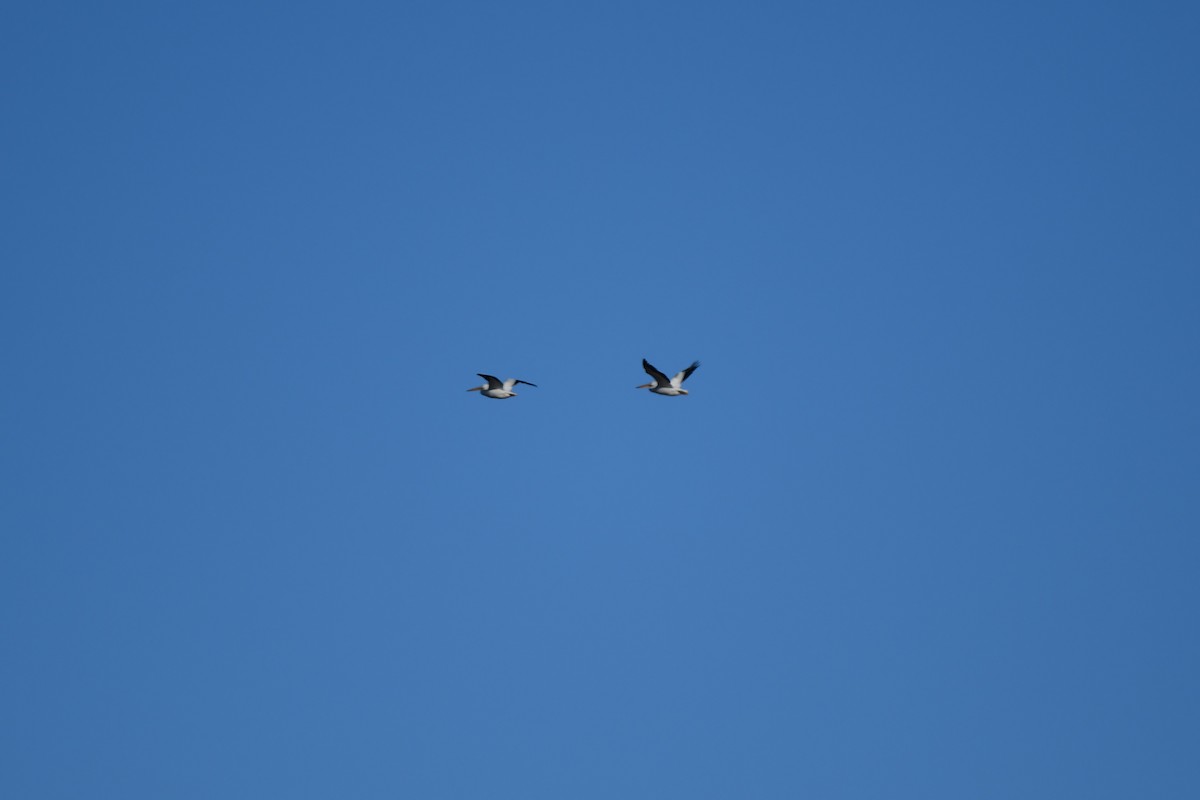 American White Pelican - John Kuenzli