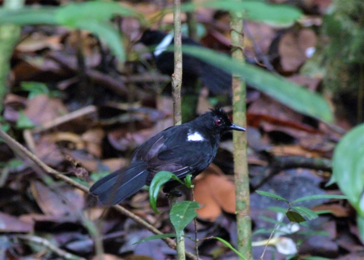 East Amazonian Fire-eye - Carlos Otávio Gussoni