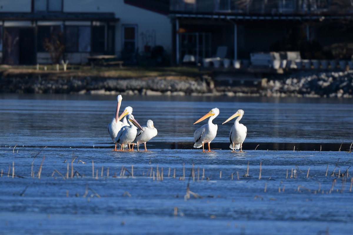 American White Pelican - ML398100441