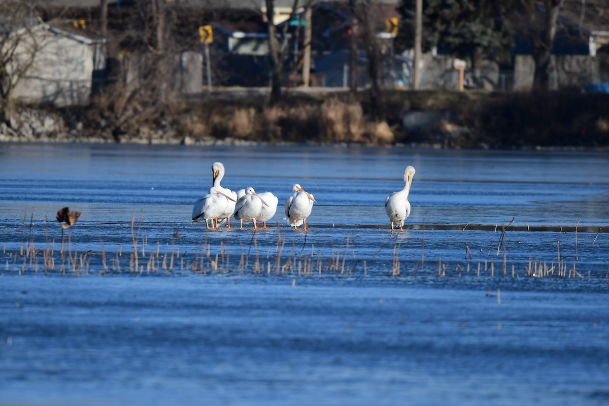 American White Pelican - John Kuenzli