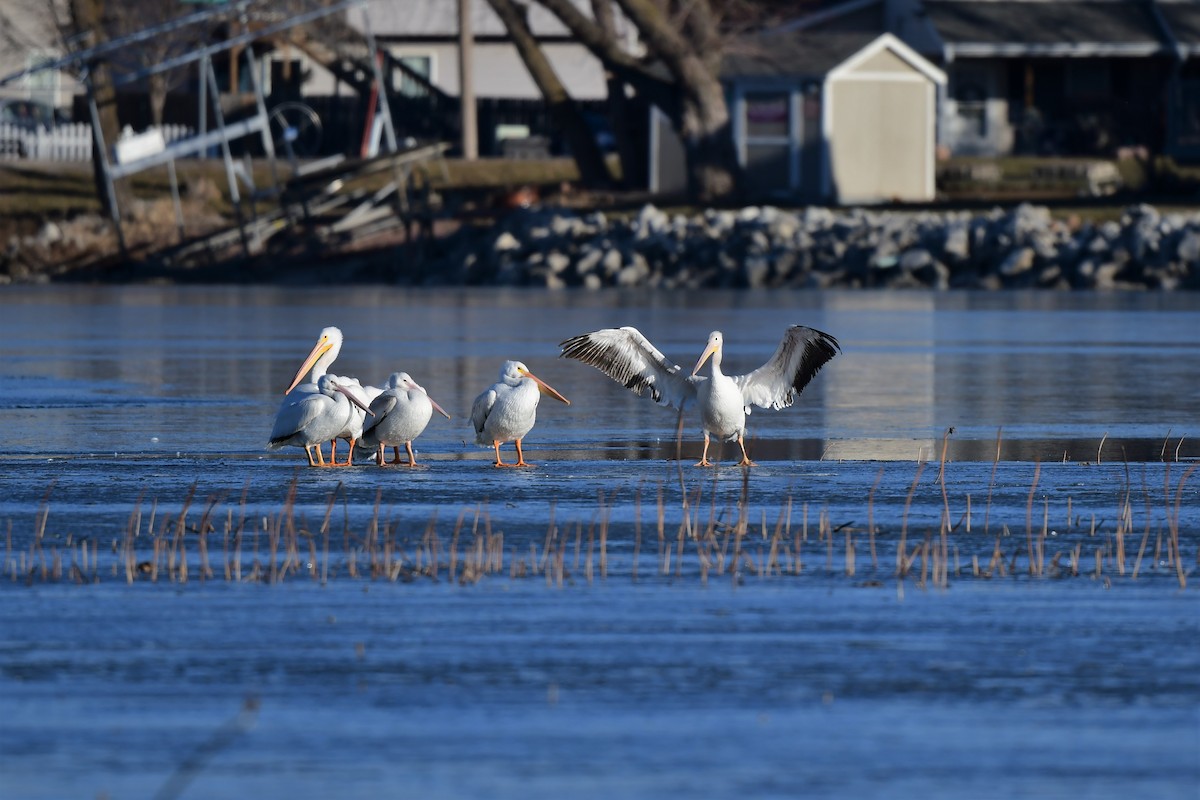 American White Pelican - ML398100471