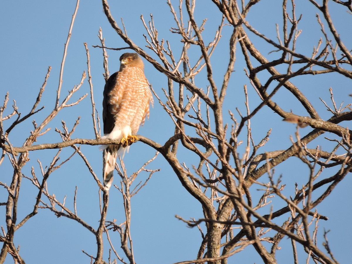 Cooper's Hawk - ML398100711