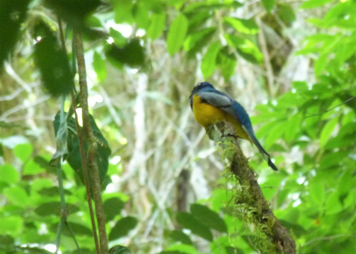 Atlantic Black-throated Trogon (Alagoas) - ML398101181