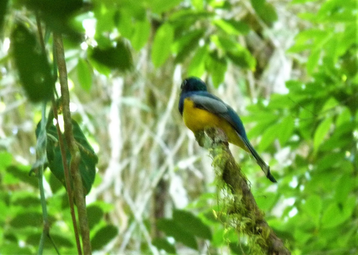 Atlantic Black-throated Trogon (Alagoas) - ML398101191