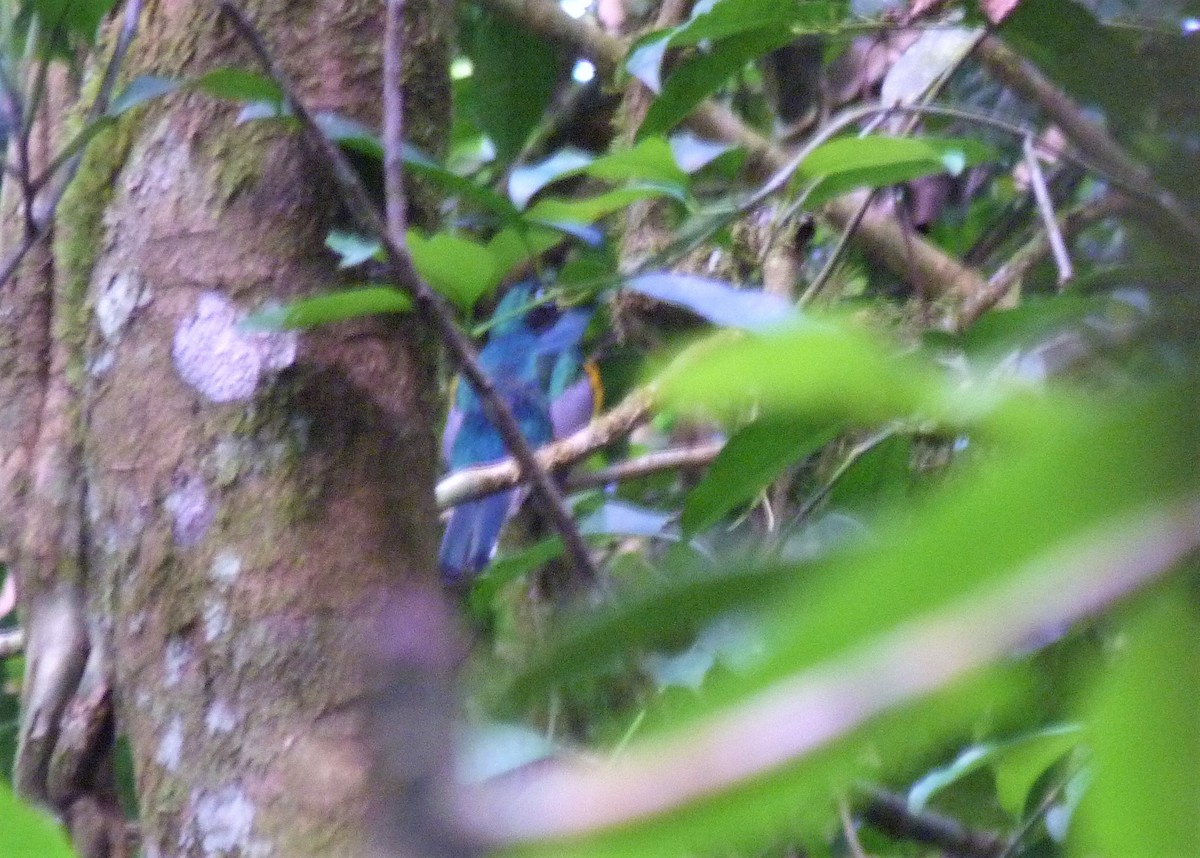 Atlantic Black-throated Trogon (Alagoas) - ML398101201