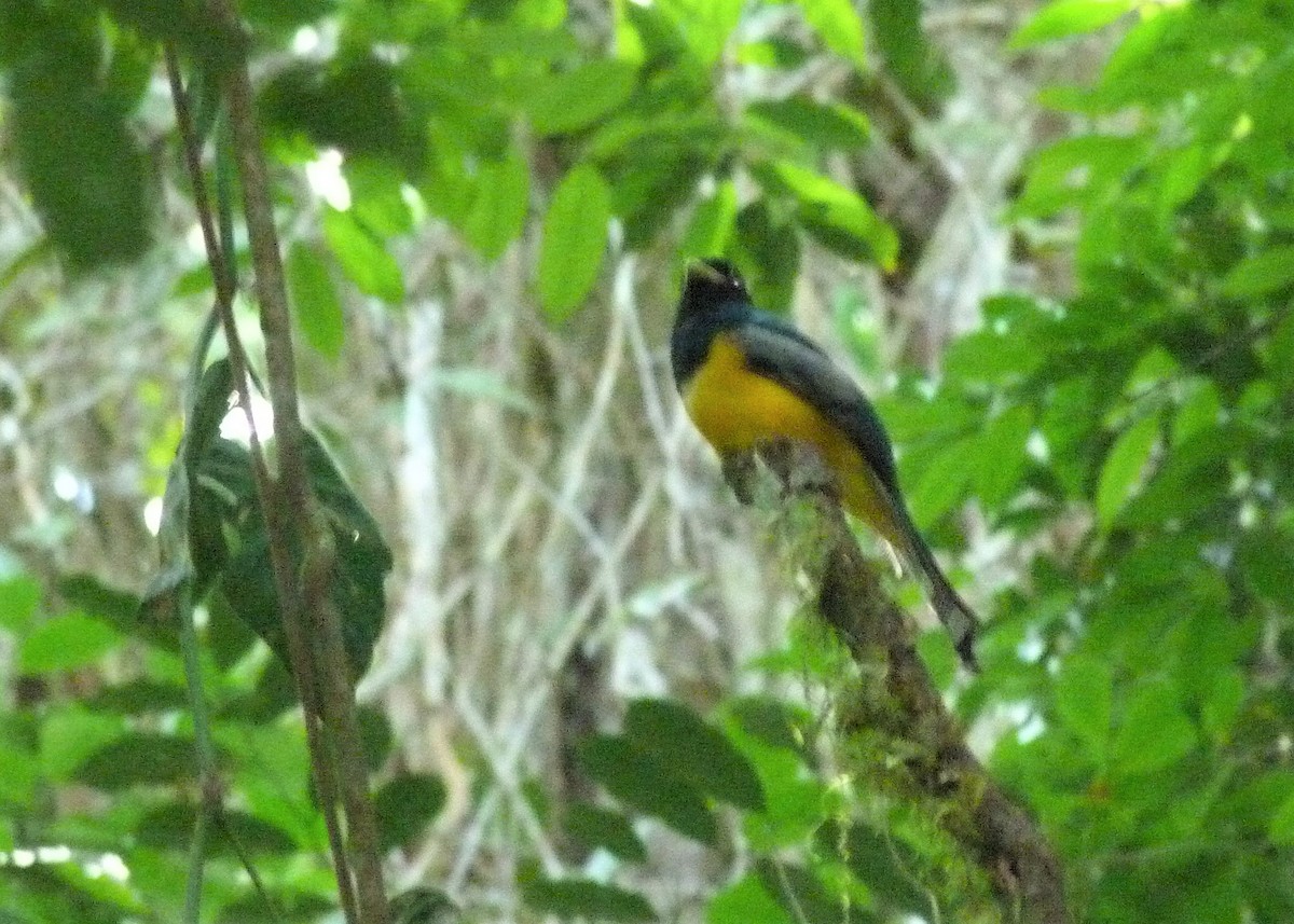 Atlantic Black-throated Trogon (Alagoas) - ML398101211