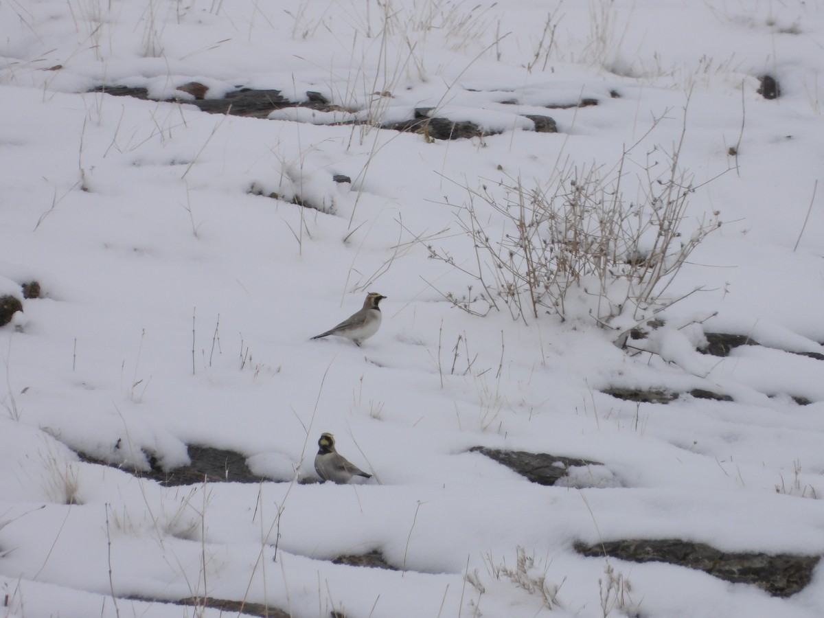 Horned Lark - ML398101641