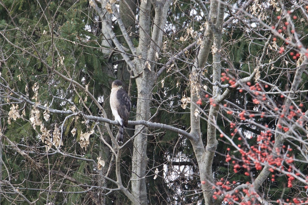 Cooper's Hawk - ML398104371