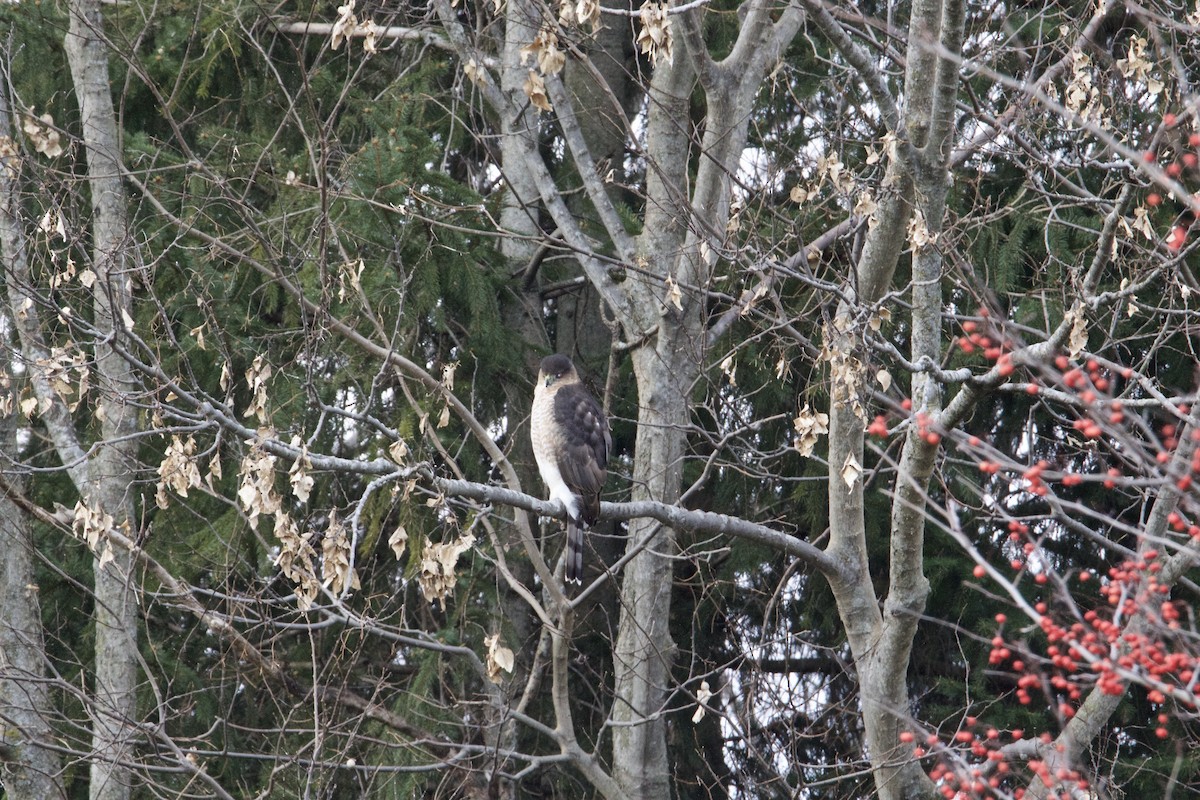 Cooper's Hawk - ML398104431