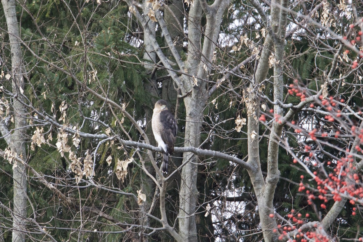 Cooper's Hawk - ML398104441