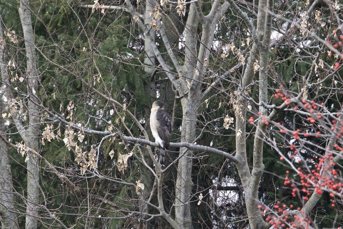 Cooper's Hawk - ML398104451