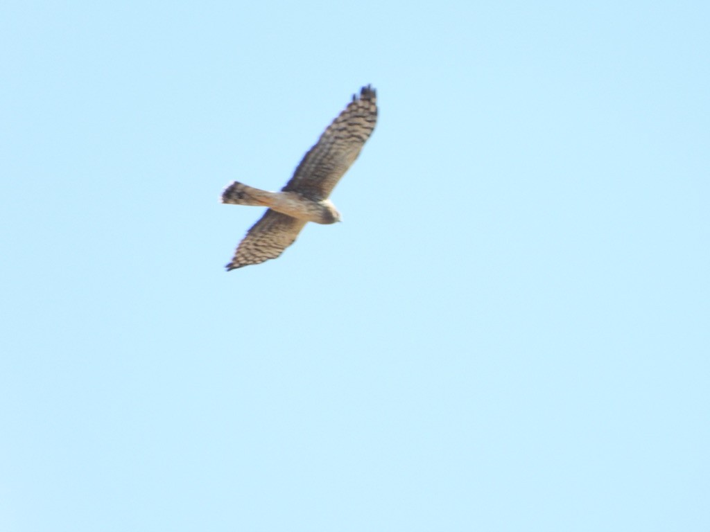 Northern Harrier - Tom Marsan-Ryan