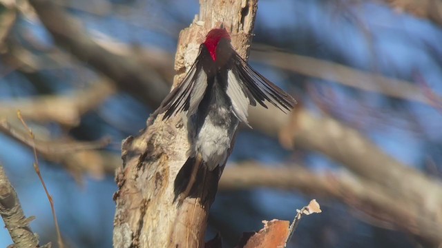 Pic à tête rouge - ML398106131