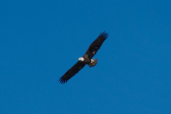 Bald Eagle - ML398108311