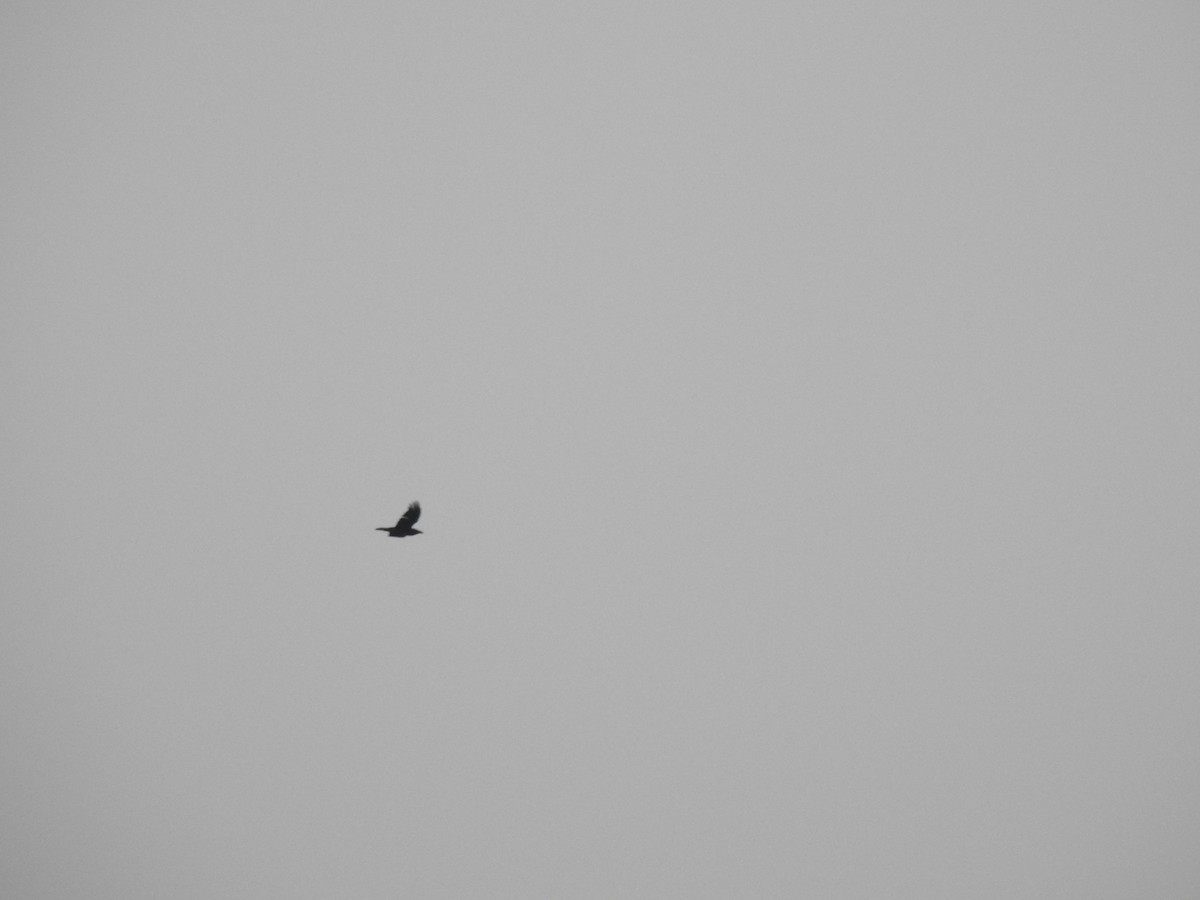 Common Raven - ML398109061