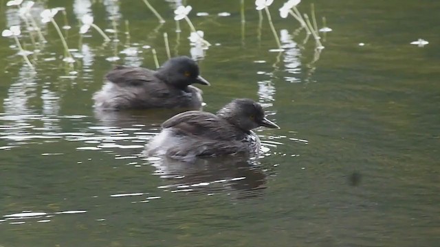 Least Grebe - ML398110711