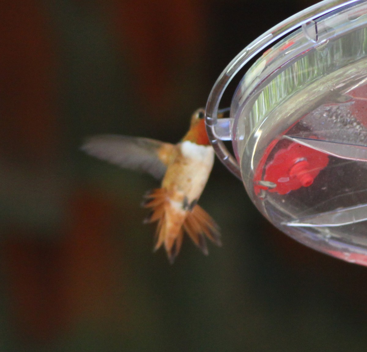 Rufous Hummingbird - ML398111981