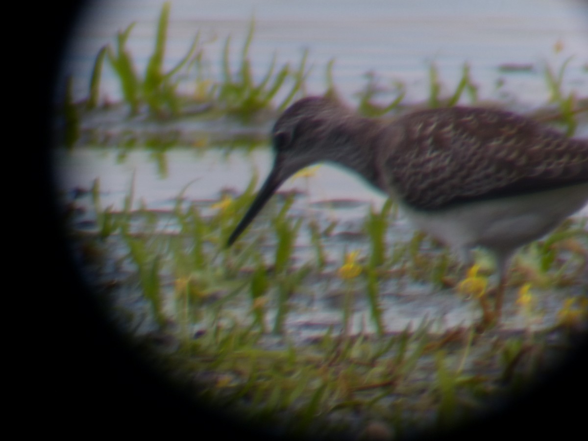 Greater Yellowlegs - ML39811351