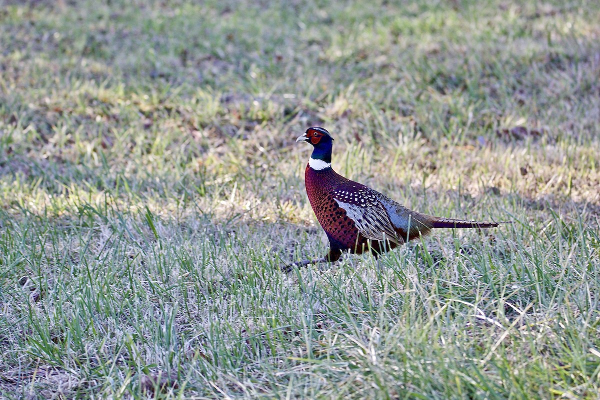 Ring-necked Pheasant - David Wilkins