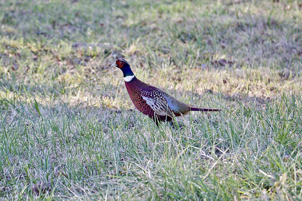 Ring-necked Pheasant - David Wilkins