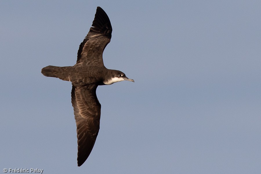 Galapagos Shearwater - ML398114191