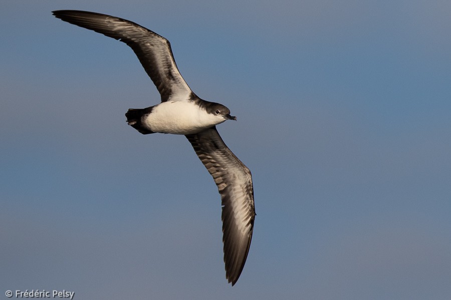 Galapagos Shearwater - ML398114201