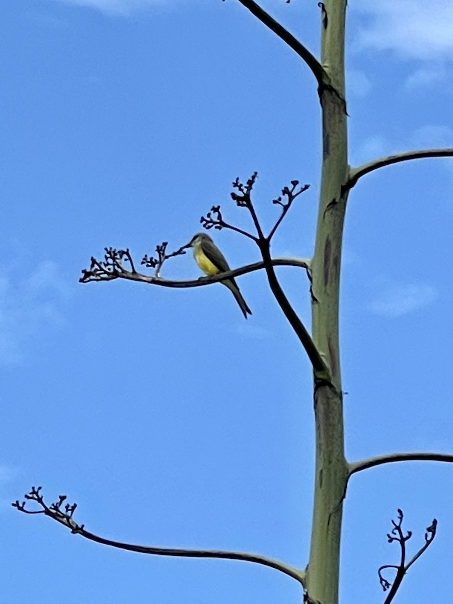 Tropical Kingbird - ML398114721