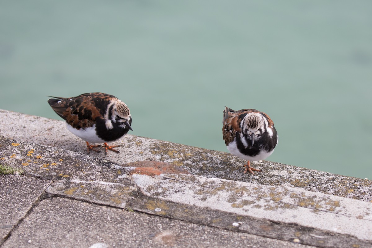 Ruddy Turnstone - ML39811741