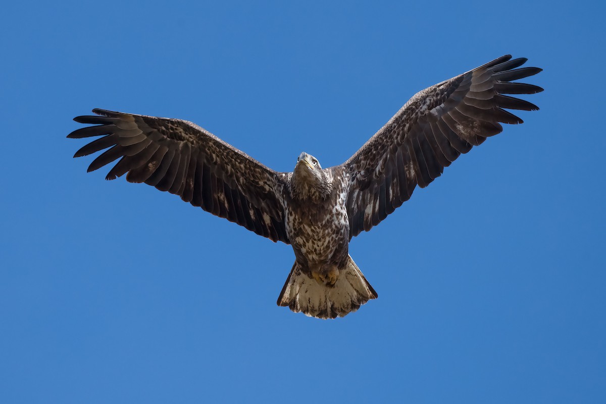 Bald Eagle - Andrew Newmark