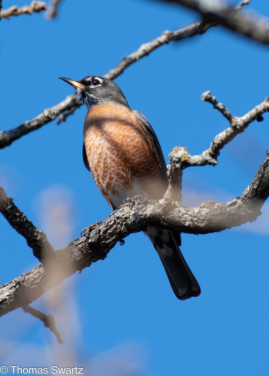 American Robin - ML398119651