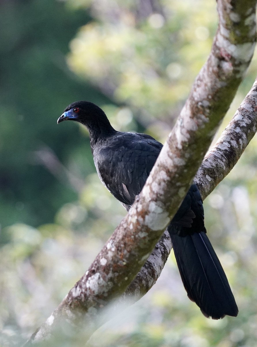 Schwarzguan - ML398120101