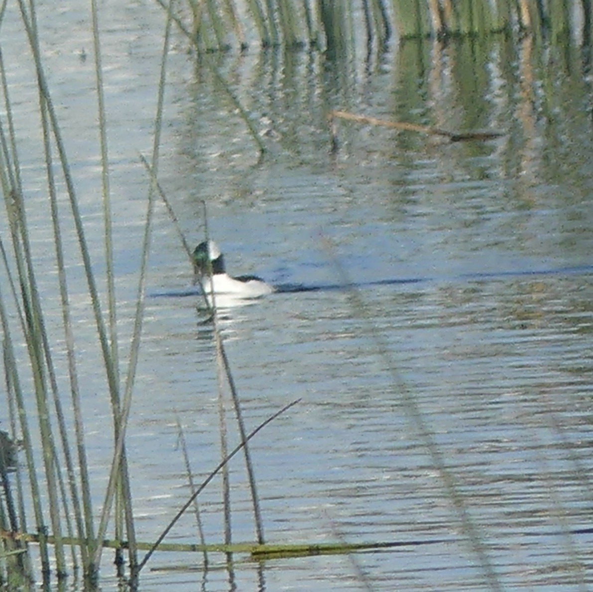 Bufflehead - ML398120701