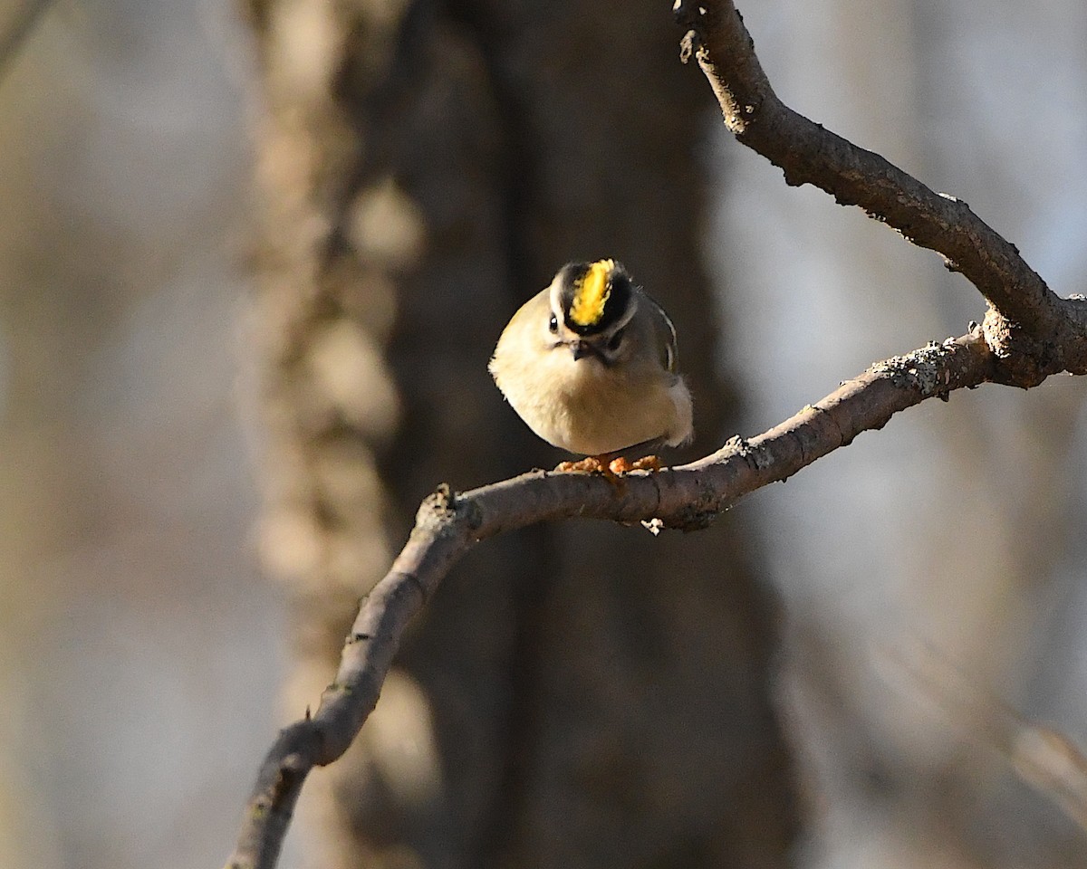 Golden-crowned Kinglet - ML398120731