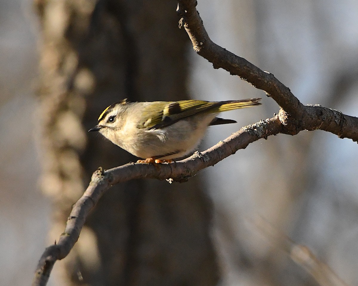 Golden-crowned Kinglet - ML398121181