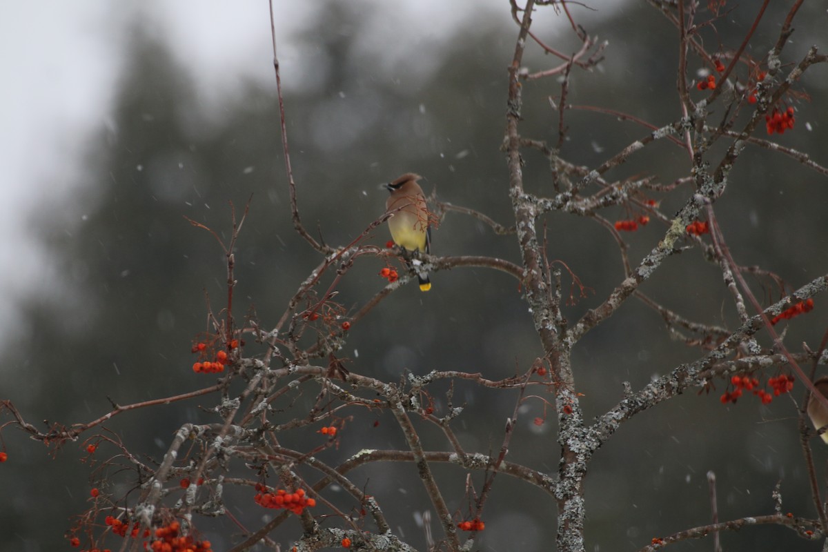 Cedar Waxwing - ML398121781