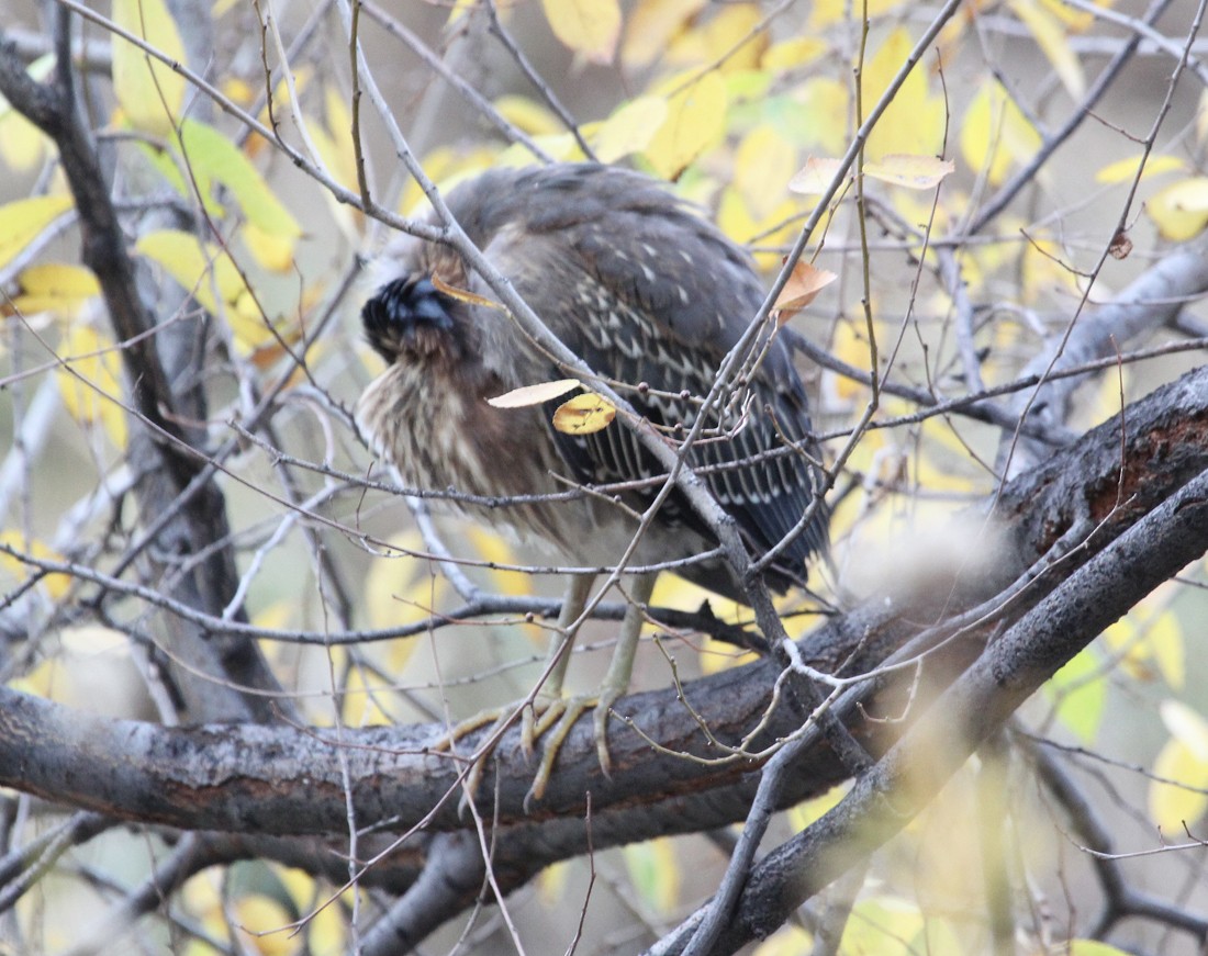 Green Heron - ML39812391