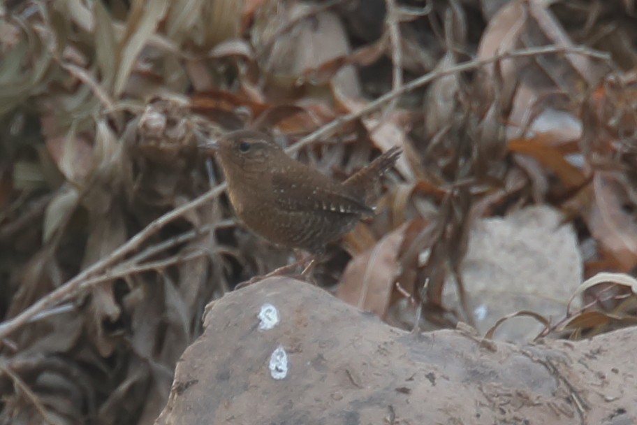 Winter Wren - ML398125941