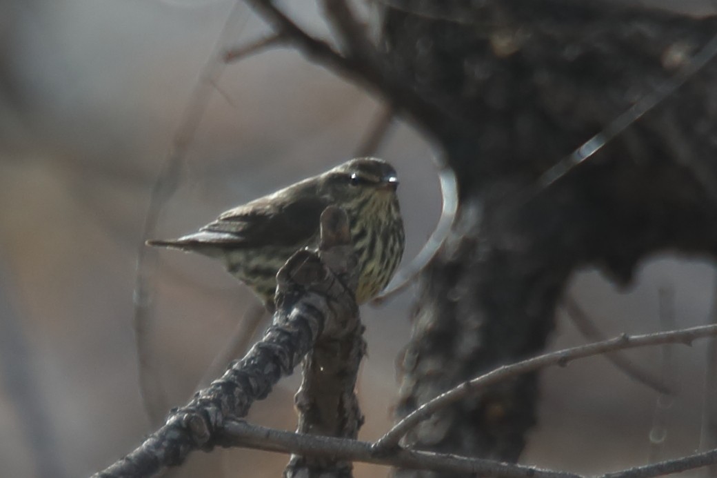 Northern Waterthrush - Steven Tracey